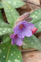 Pulmonaria