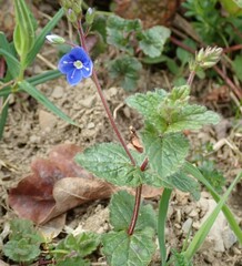 Veronica chamaedrys chamaedrys
