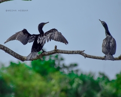 Phalacrocorax fuscicollis