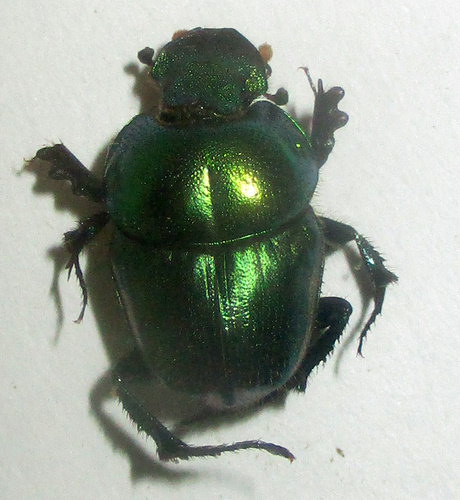 Phalops smaragdinus