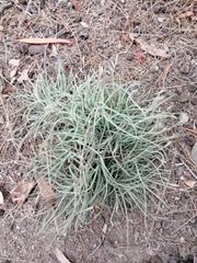 Tillandsia recurvata