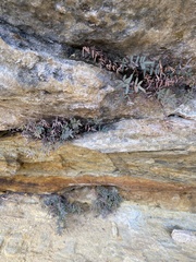 Pellaea glabella