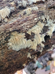 Radulomyces