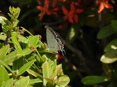 Hypolycaena philippus