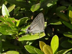 Hypolycaena philippus