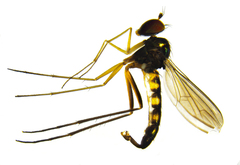 Dolichopodidae