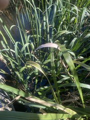 Zizaniopsis miliacea