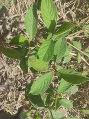 Varronia curassavica