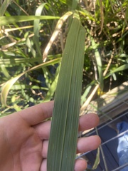 Zizaniopsis miliacea