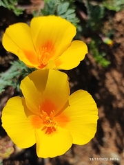Eschscholzia californica