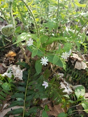 Stellaria pubera