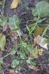 Barbarea vulgaris