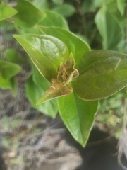 Cavendishia bracteata