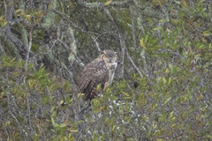 Bubo virginianus pacificus