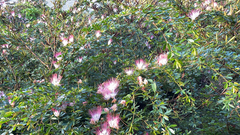 Calliandra angustifolia