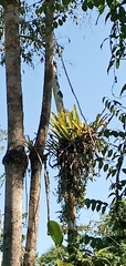 Niphidium crassifolium