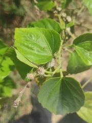 Heliocarpus americanus