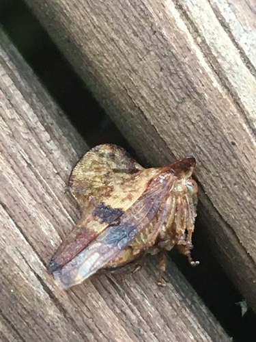 Telamona maculata photo 4
