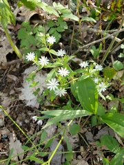 Stellaria pubera