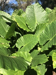 Alocasia