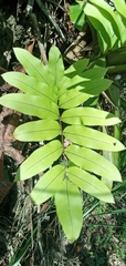 Polypodioideae