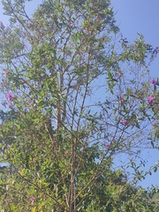 Andesanthus lepidotus