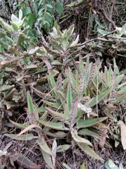 Bryophyllum