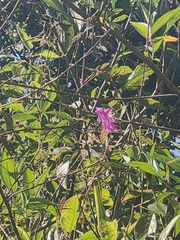 Andesanthus lepidotus