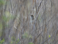 Acrocephalus orientalis