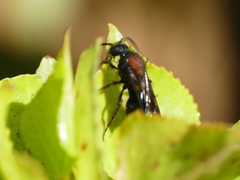 Physetopoda punctata
