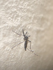 Aedes