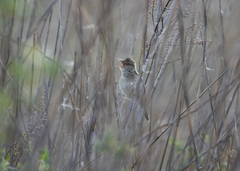 Acrocephalus orientalis