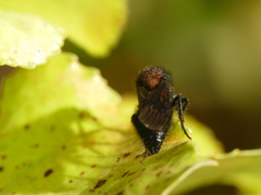 Physetopoda punctata