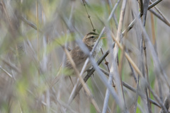 Acrocephalus bistrigiceps