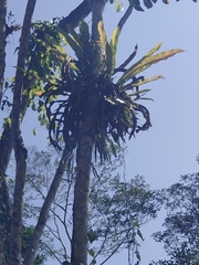 Niphidium crassifolium