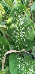 Dieffenbachia