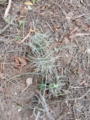 Tillandsia recurvata