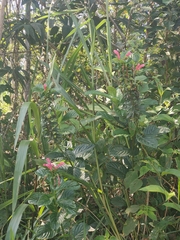 Centropogon cornutus