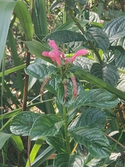 Centropogon cornutus