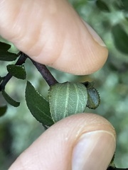 Ceanothus oliganthus