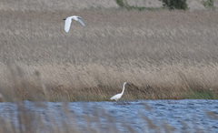 Egretta garzetta