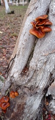 Flammulina velutipes