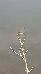 Trithemis pallidinervis