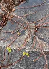 Gonocarpus micranthus