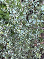 Ceanothus oliganthus