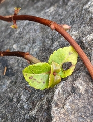 Gonocarpus micranthus