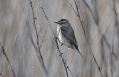 Acrocephalus bistrigiceps