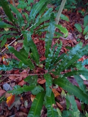 Asplenium scolopendrium scolopendrium