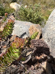 Crassula undulata