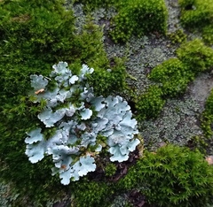 Parmelina tiliacea